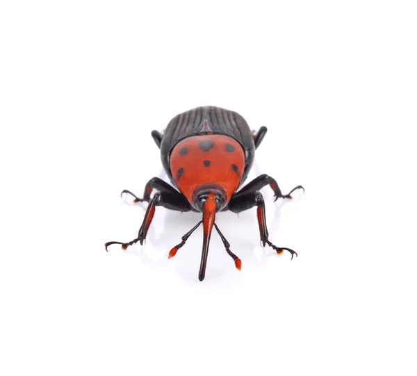 Rhynchophorus ferrugineus sobre fundo branco — Fotografia de Stock