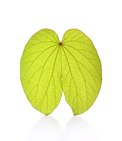 Hoja de Bauhinia aureifolia aislada sobre fondo blanco — Foto de Stock