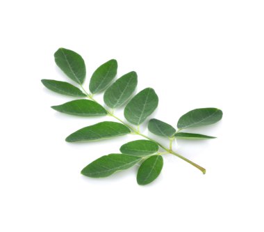 Beyaz arka plan üzerinde Moringa bırakır