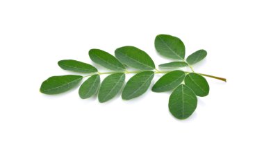 Beyaz arka plan üzerinde Moringa bırakır
