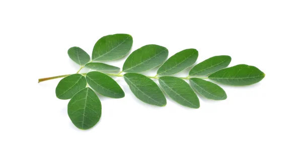 Feuilles de Moringa sur fond blanc — Photo