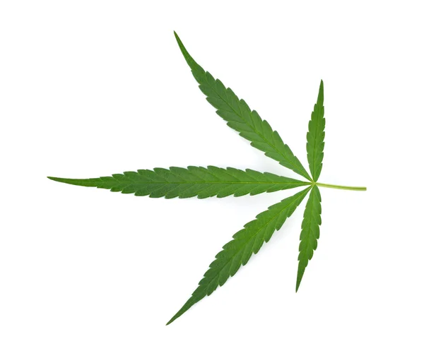 Liść marihuany na białym tle — Zdjęcie stockowe