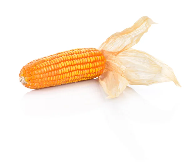 Mazorca de maíz con hojas secas sobre fondo blanco — Foto de Stock