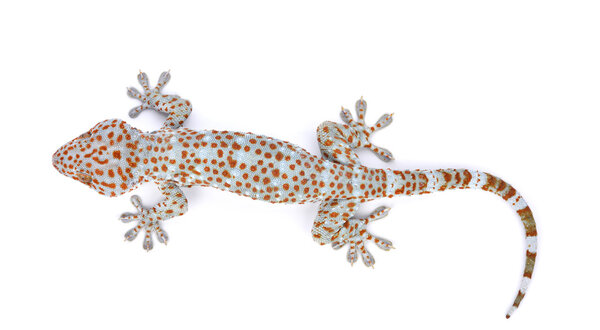 Gecko isolated on white background