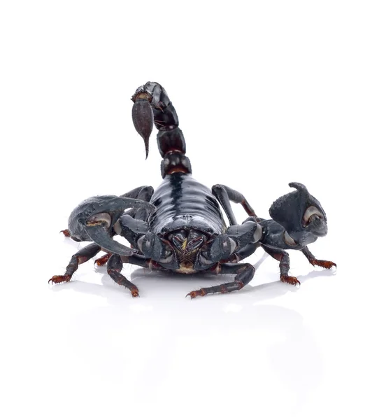 Скорпион на белом фоне — стоковое фото