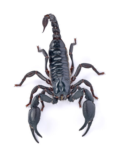 Скорпион императора на белом фоне
