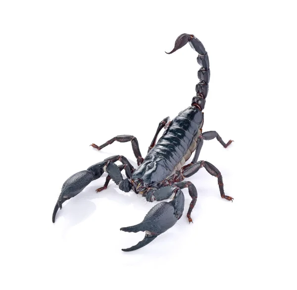 Escorpião em fundo branco — Fotografia de Stock