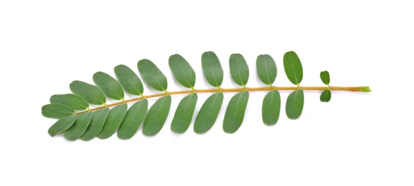 Agasta Blätter auf weißem Hintergrund — Stockfoto