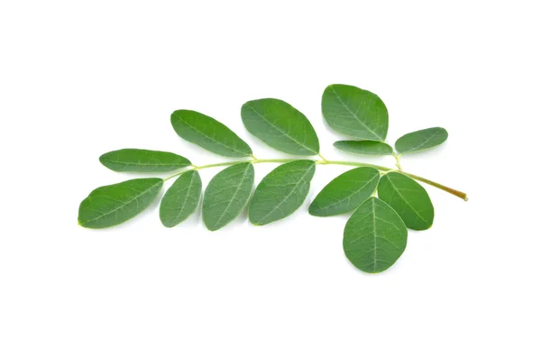 Folhas de moringa no fundo branco — Fotografia de Stock