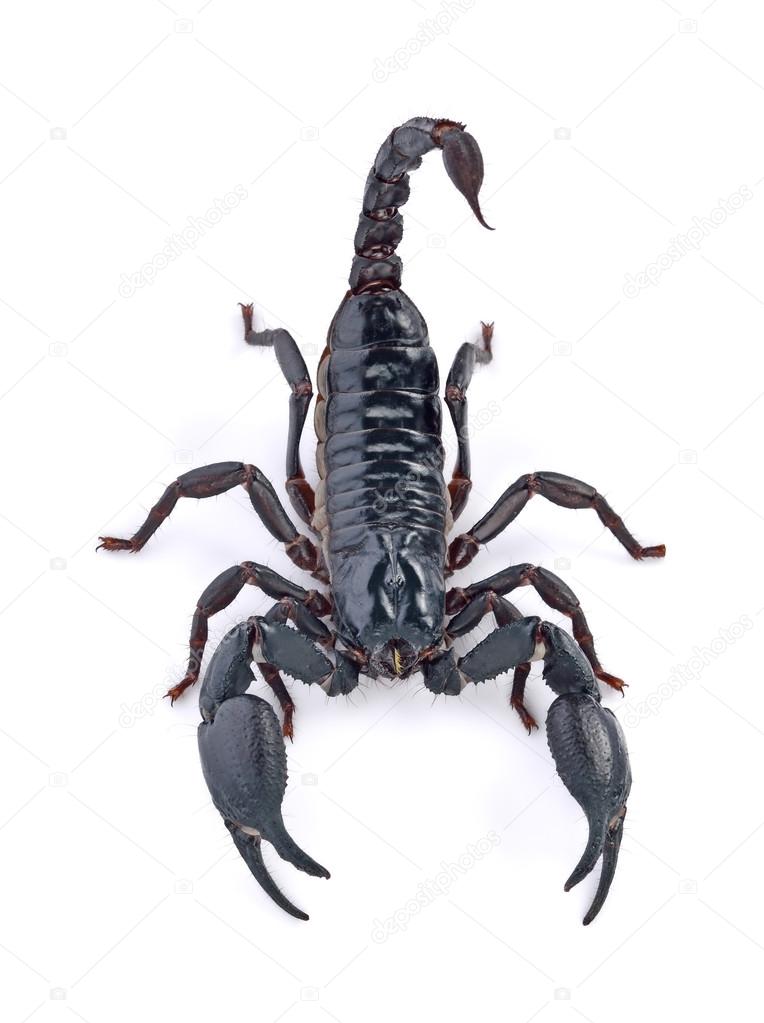 Escorpión emperador fotos de stock, imágenes de Escorpión emperador sin royalties | Depositphotos Escorpión emperador fotos de stock, imágenes de Escorpión emperador sin royalties | Depositphotos