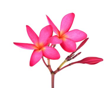 beyaz zemin üzerine kırmızı plumeria