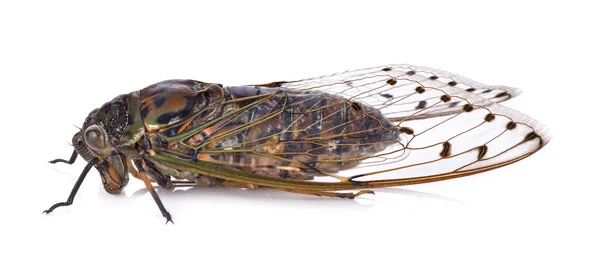 Beyaz arkaplanda izole edilmiş ağustos böceği