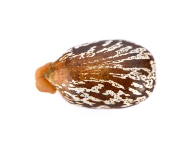 Castor bean beyaz arka planda, aşırı yakın çekim