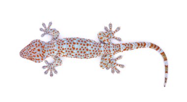 Gecko beyaz arkaplanda izole edildi