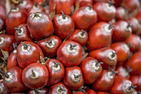 Palm oil fruit,close up — Stock Photo, Image