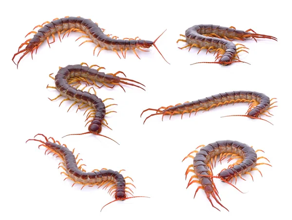 Set of centipede on white background — Stock Photo, Image