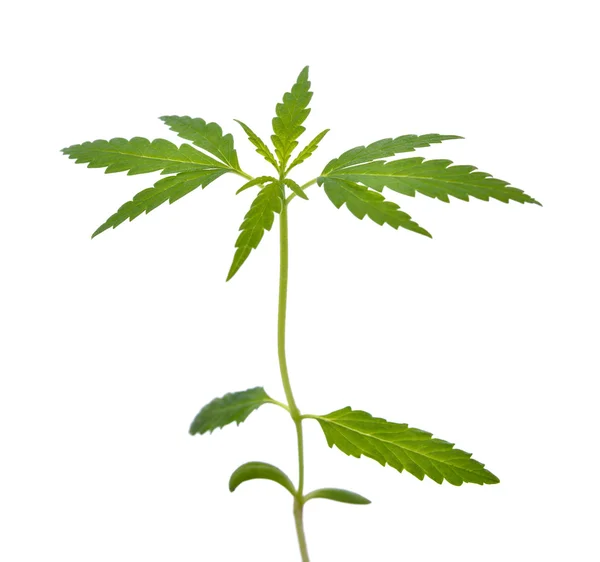 Esrar fide kırpma esrar bitki yeşil doğa