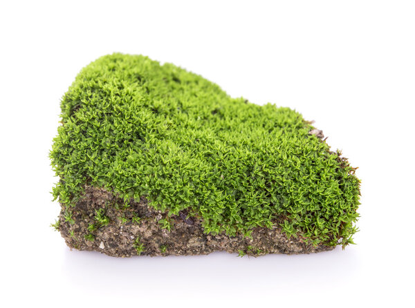 Green moss grow on soil on white background