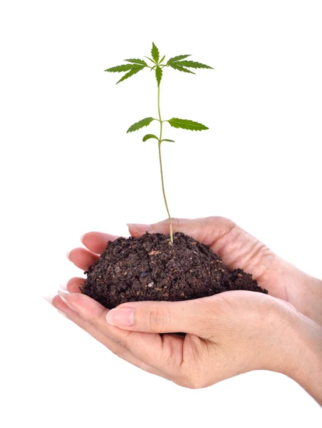 Seedlings cannabis on hands — Stock Photo, Image