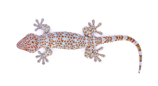 Gecko izolowane na białym tle — Zdjęcie stockowe