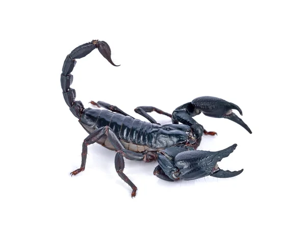 Scorpione su sfondo bianco — Foto Stock
