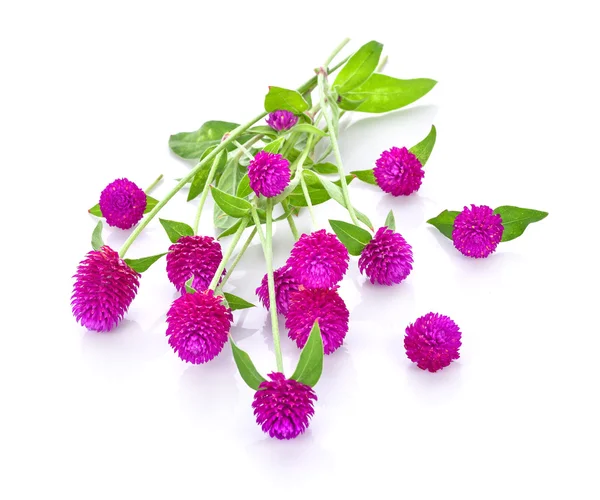 Globus Amaranth Schönheit Blume in weißem Hintergrund — Stockfoto