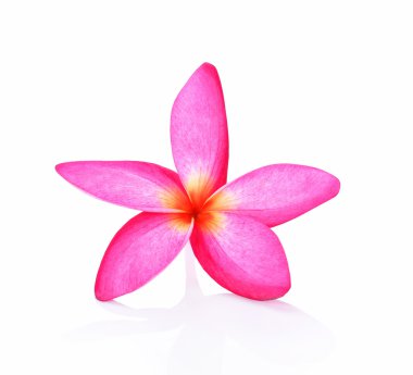Beyaz arkaplanda Frangipani çiçeği