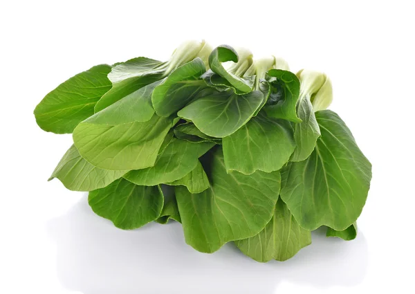 Bok choy vegetal no fundo branco — Fotografia de Stock