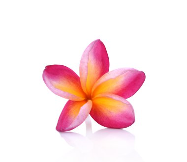 Plumeria beyaz zemin üzerine