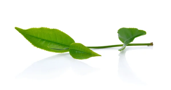 Folha de chá verde isolado no fundo branco — Fotografia de Stock