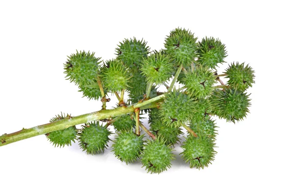 Castor oil plant on white background — Stock Photo, Image