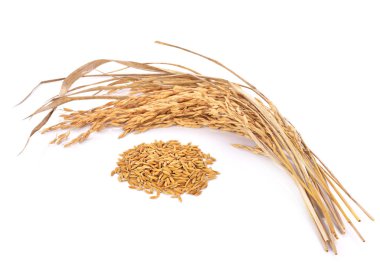 Beyaz arka planda yalıtılmış çeltik pirinci