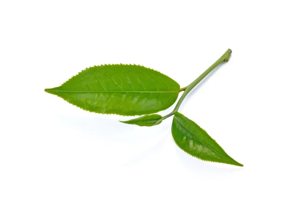 Hoja de té verde aislada sobre fondo blanco —  Fotos de Stock