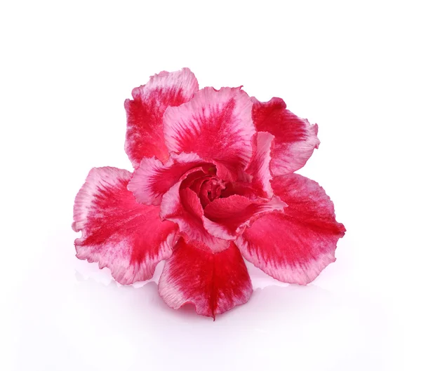 Beyaz arkaplanda izole edilmiş açelya çiçeği