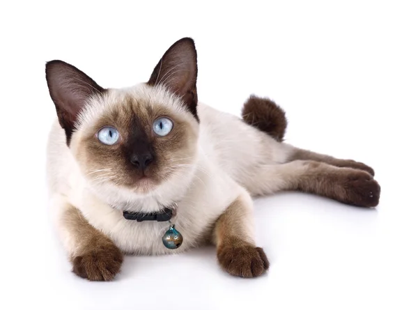 Tay kedi geleneksel ya da eski tip bir Siyam kedisi mi