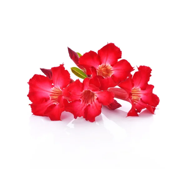 Azalea flowers isolated on white background — Stock Photo, Image