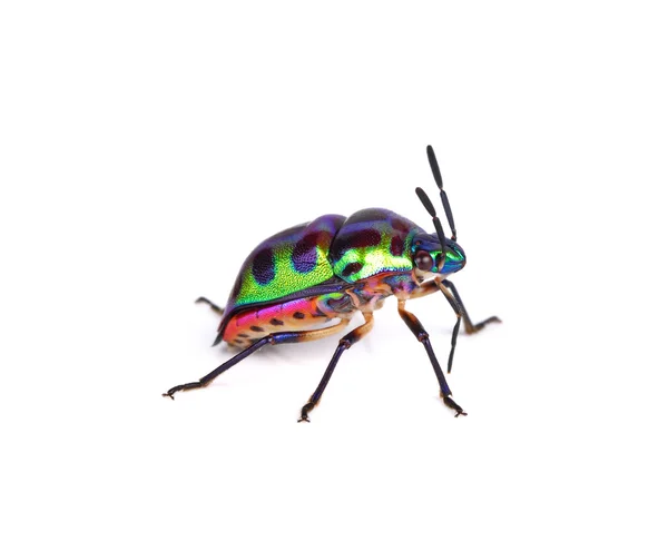 荔枝 Bug，通泽 Bug，在白色背景上的 Chrysocoris stollii — 图库照片