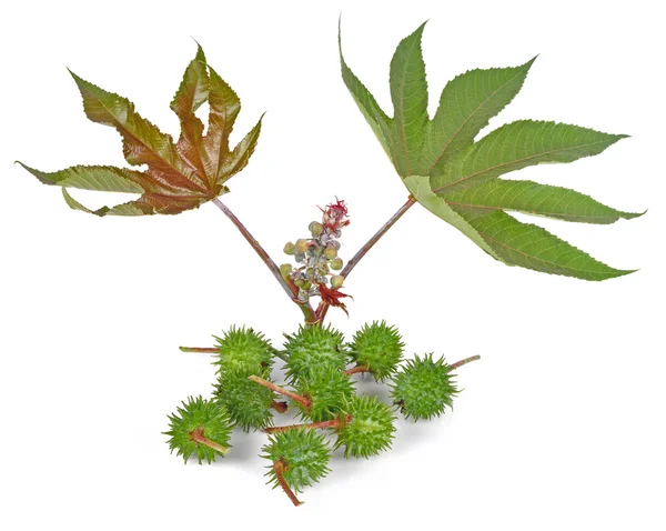 Beyaz arka planda hintyağı fabrikası