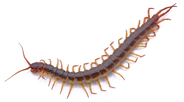 Centipede on white background — Stock Photo, Image