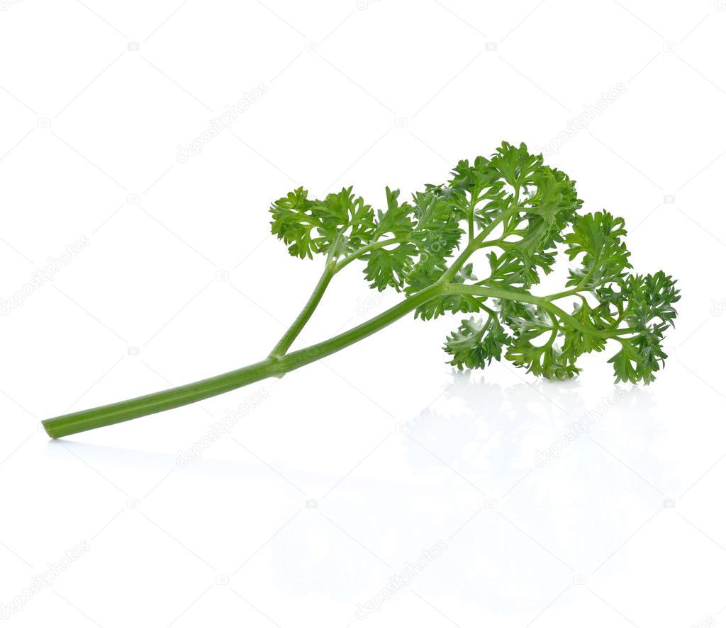 Fresh parsley isolated on white background