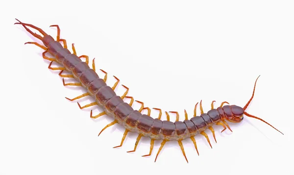 Centipede on white background — Stock Photo, Image