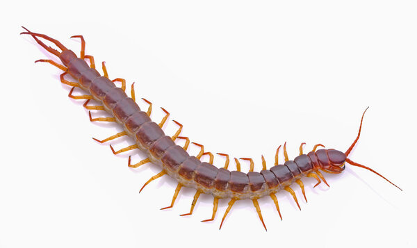 centipede on white background