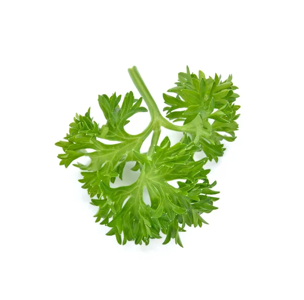 Fresh parsley Isolated on white background — Stock Photo, Image