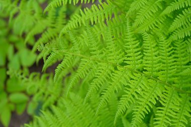 Yeşil eğreltiotu - doku ve arkaplan