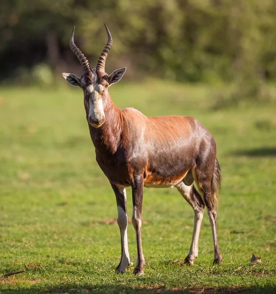 A Blesbok standing in a green field — Stock Photo, Image