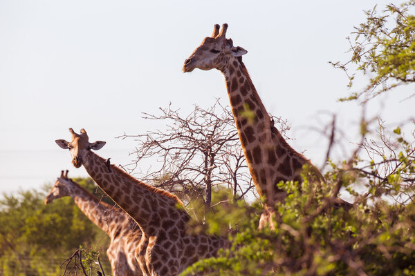 Three giraffes sticking their necks out