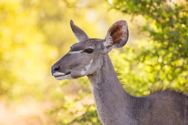 Un primer plano de una vaca Kudu —  Fotos de Stock