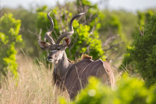 Ενα μεγαλοπρεπες αρσενικό Kudu ταύρο — Φωτογραφία Αρχείου