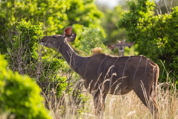 Afryki Kudu kobiece — Zdjęcie stockowe