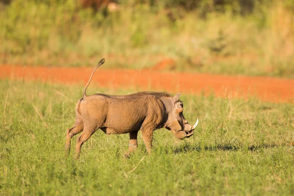 Warzenschwein mit Schwanz in der Luft — Stockfoto